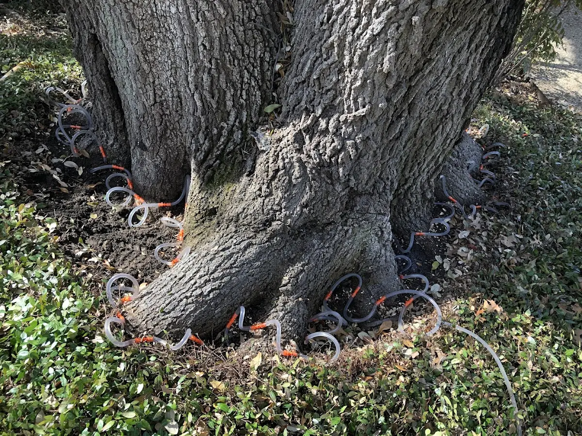Detailed Shrub and Hedge Trimming job site in Crowley