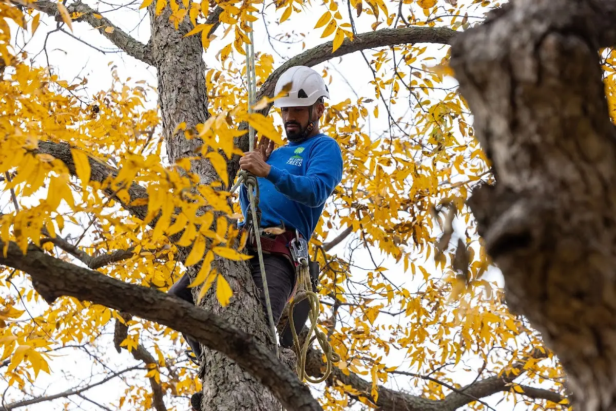 Skilled Tree Planting crew working in Crowley